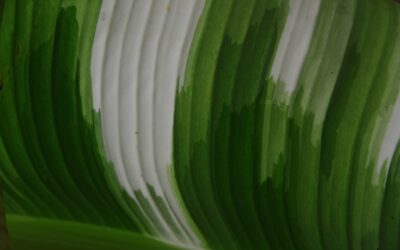 Innovación sostenible: las empresas eco-friendly que destacan en Málaga según el ranking de sellos verdes